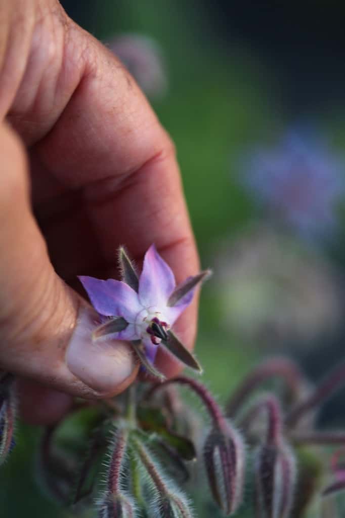 a hand holding a violet coloured borage flower on the plant