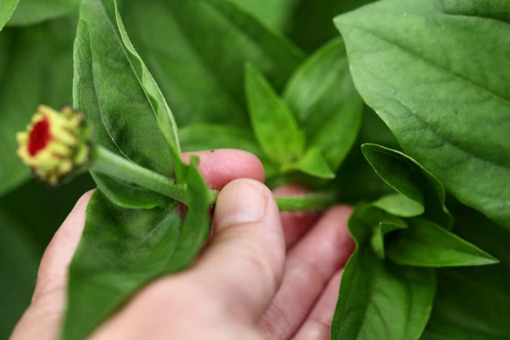 a hand showing where to pinch a zinnia plant