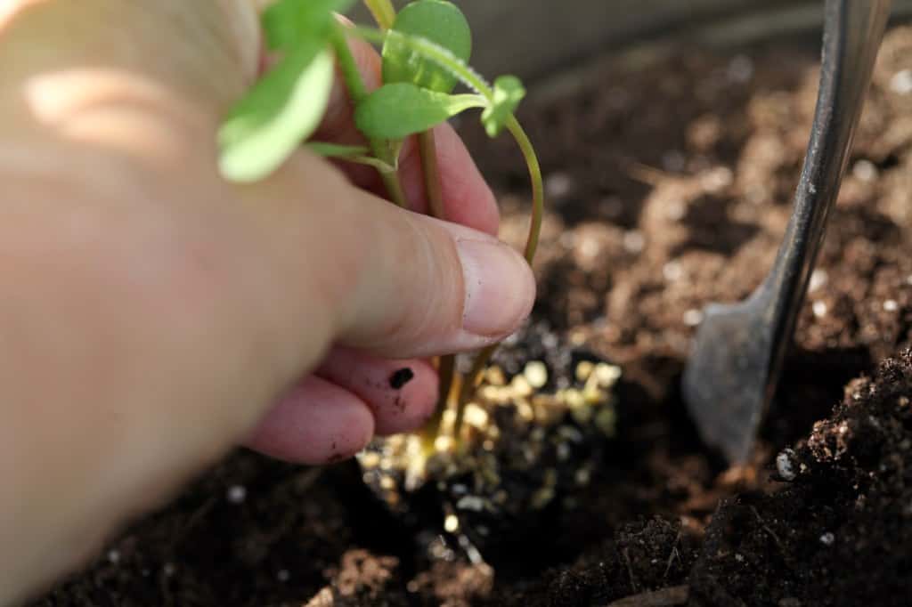 transplanting a zinnia seedling, discussing zinnia care in pots