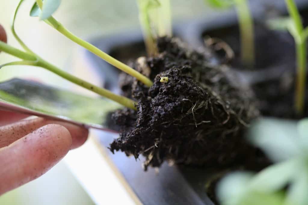 a hand using a butter knife to remove a plant from a cell tray, discussing zinnia care in pots 