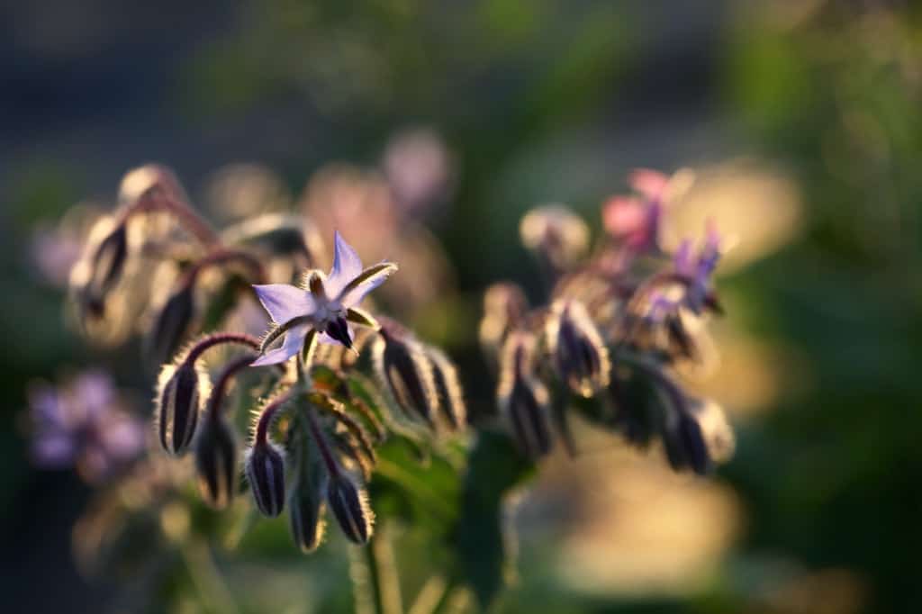 borage glowing in the evening sunlight, showing how to grow borage from seed