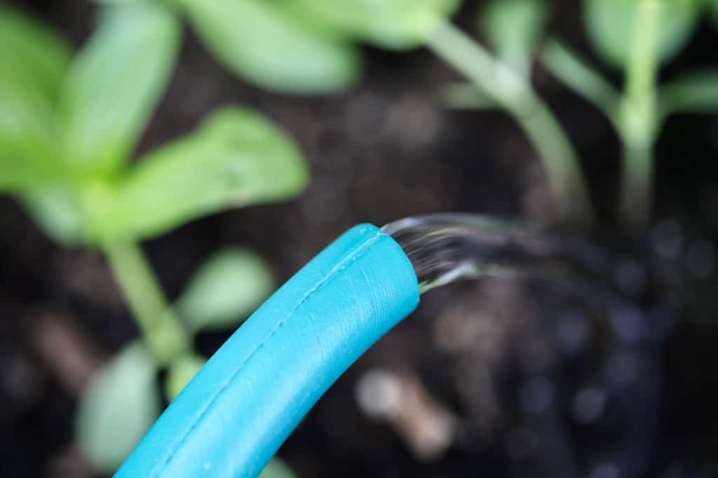 watering newly planted seedlings, as part of zinnia care in pots