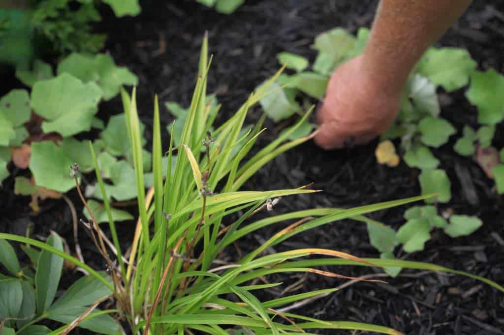 weeding around a Stella de Oro daylily,  a part of Stella D' Oro daylily care