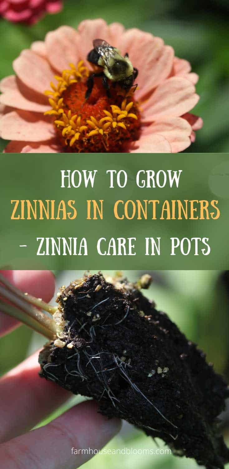 How To Grow Zinnias In Containers- Zinnia Care In Pots - Farmhouse & Blooms