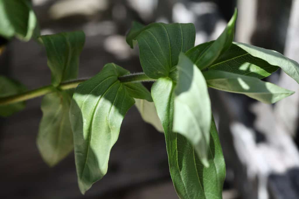 zinnia leaves starting to wilt from lack of moisture