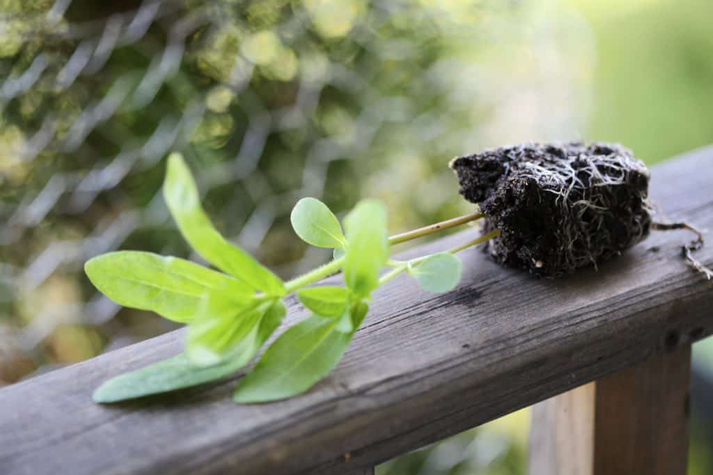 zinnia seedling on a wooden railing, discussing zinnia care in pots