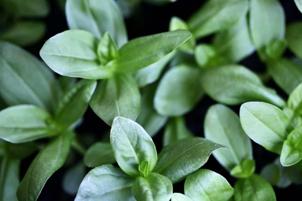 zinnia seedlings started indoors