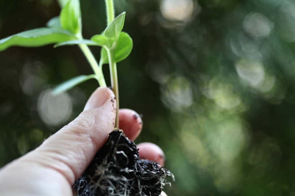 a hand holding zinnia seedlings started indoors, discussing zinnia care in pots