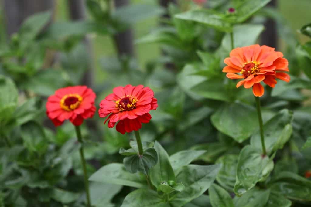 three red and orange zinnias growing in a pot