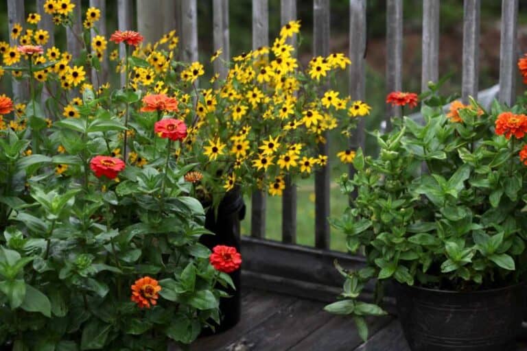 How To Grow Zinnias In Containers Zinnia Care In Pots Farmhouse & Blooms