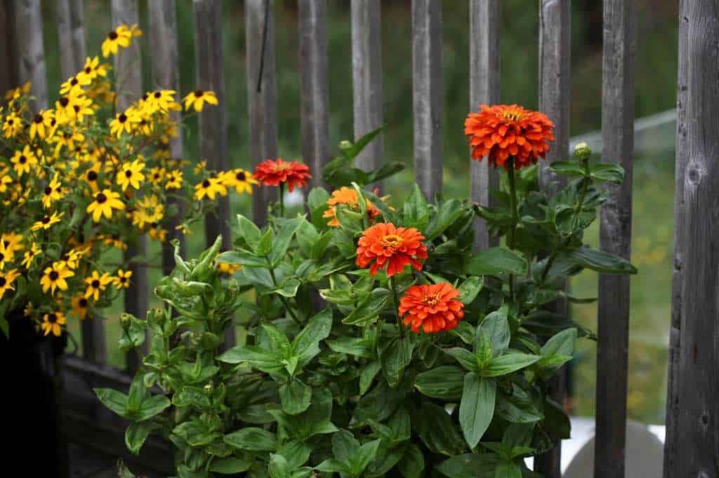 orange zinnias growing in a container next to a bucket of rudbeckia triloba