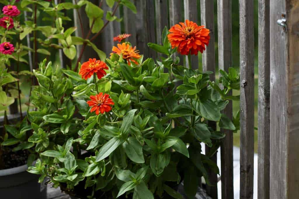 zinnias in containers, discussing zinnia care in pots