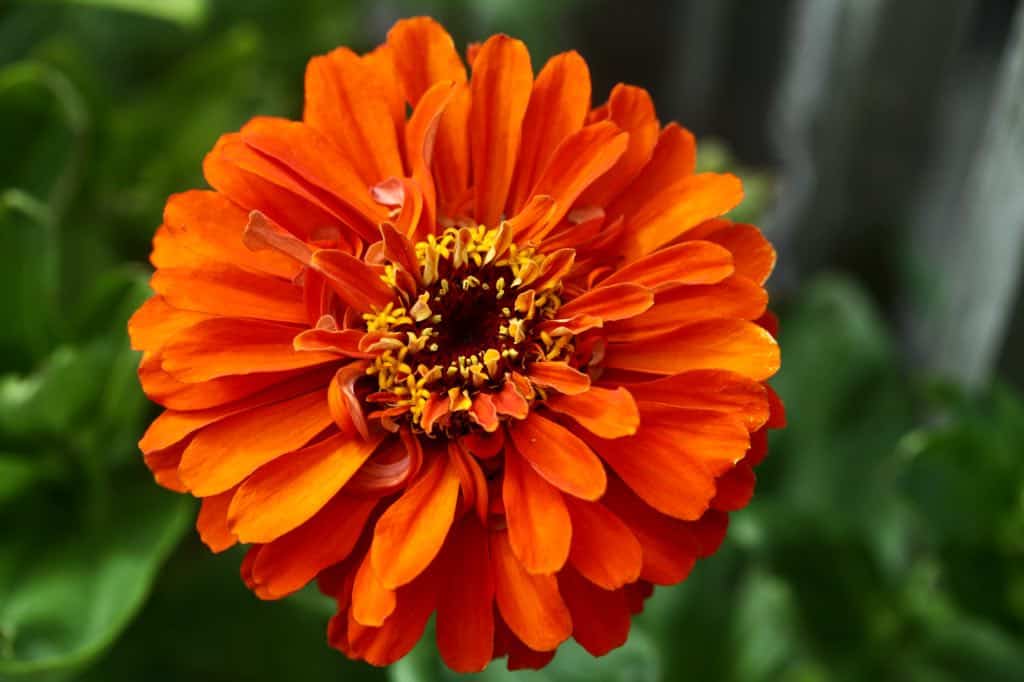 an orange zinnia flower growing in a pot