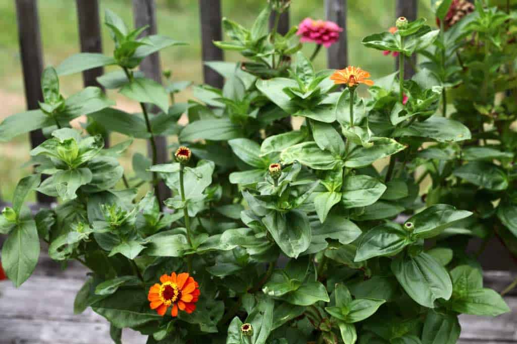 potted zinnias with blooms in various stages of maturity