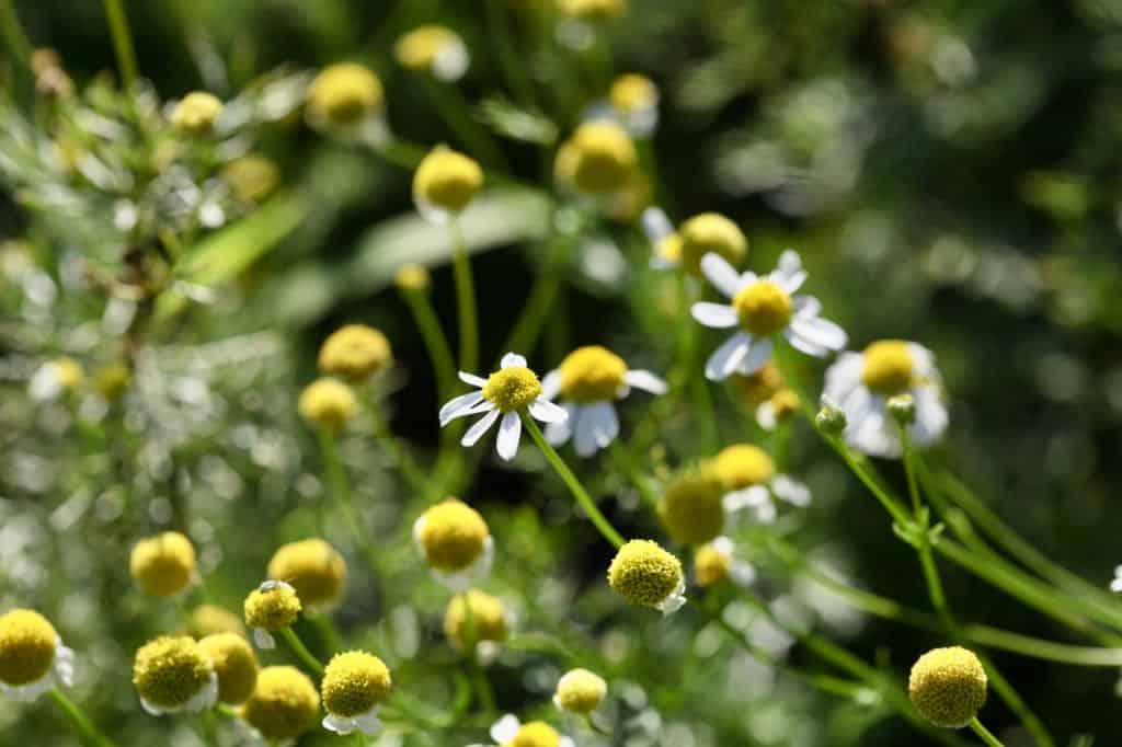 Chamomile growing in the herb garden