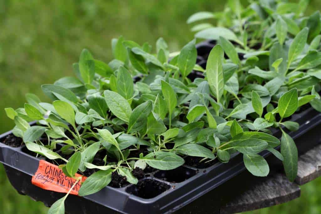 Chinese forget me not seedlings in a cell tray