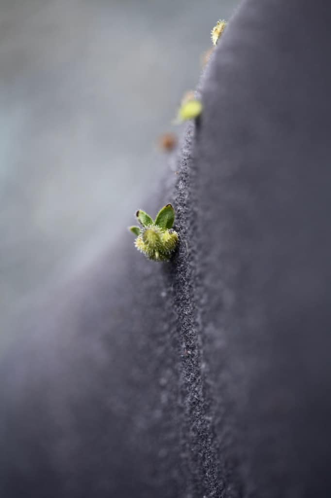 Chinese forget me not seeds hitching a ride on a pant leg