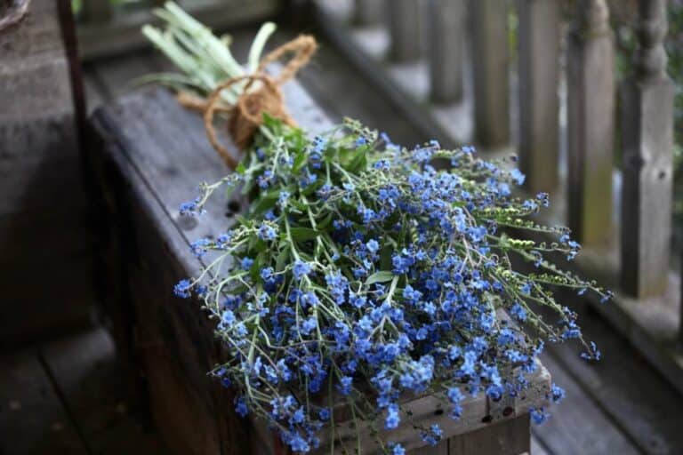 Chinese Me Not Care Cynoglossum Amabile Farmhouse & Blooms