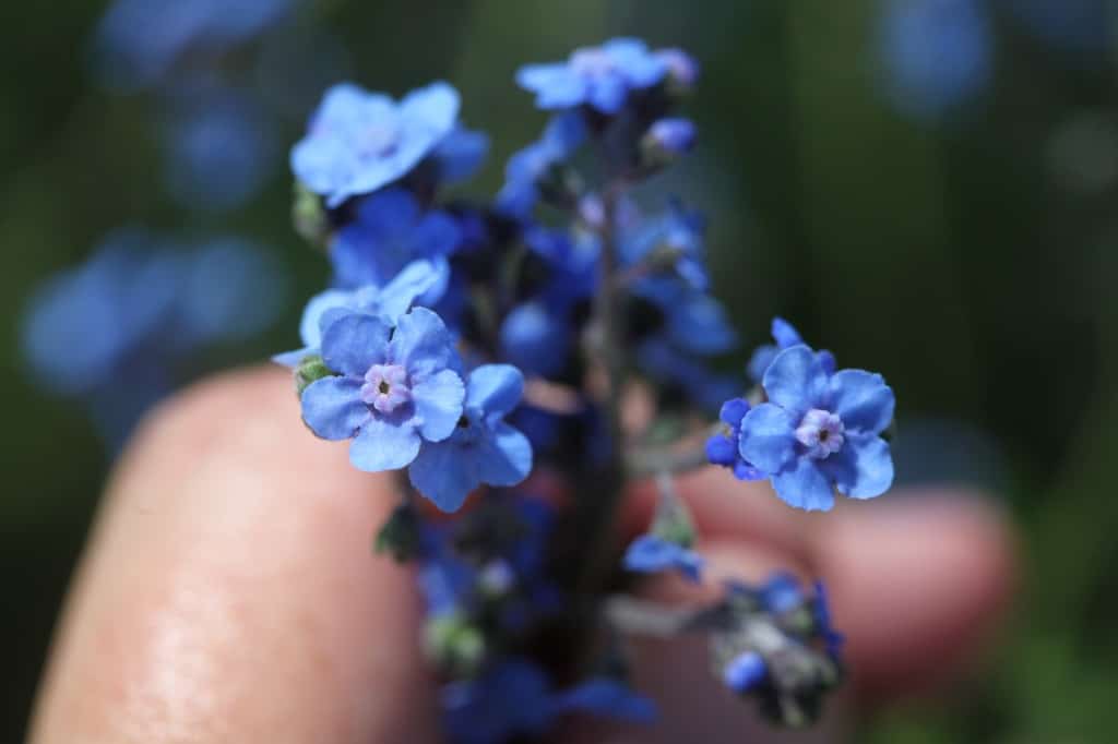 a hand holding a small bouquet of Chinese forget me not flowers