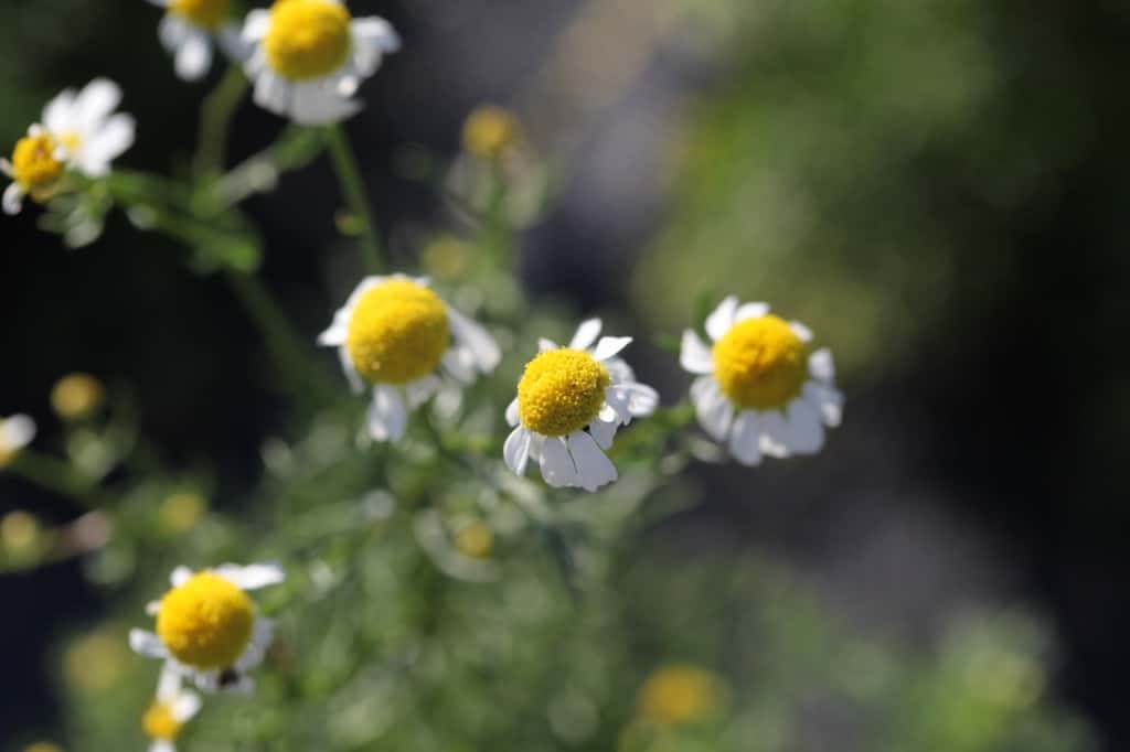 German chamomile grown from seed