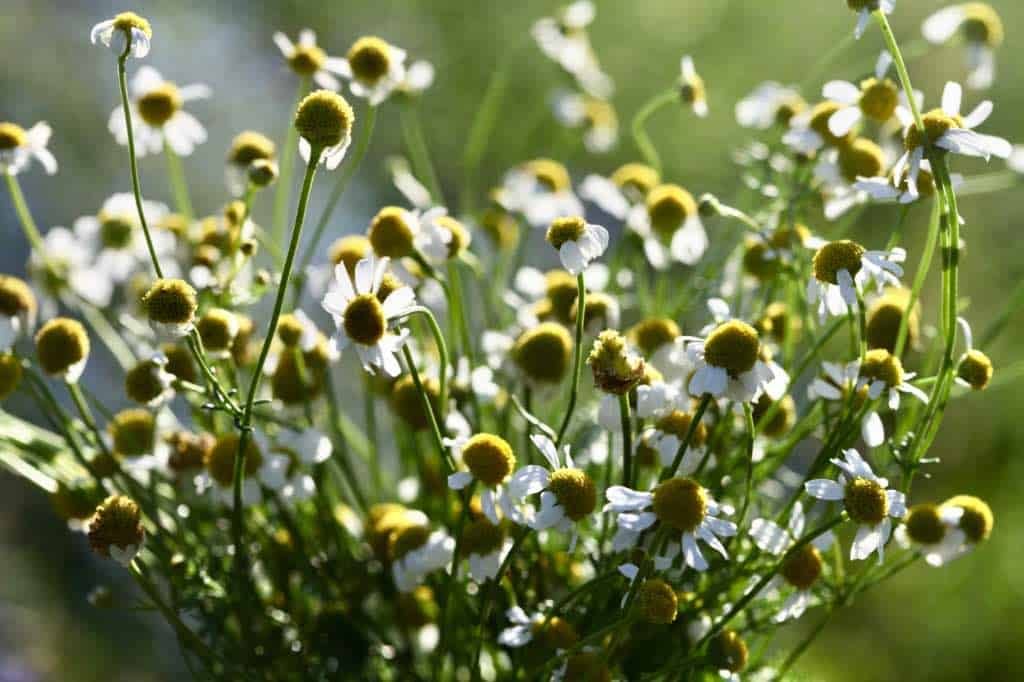 German chamomile in the garden