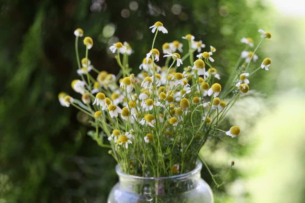 German chamomile bouquet in a container of water