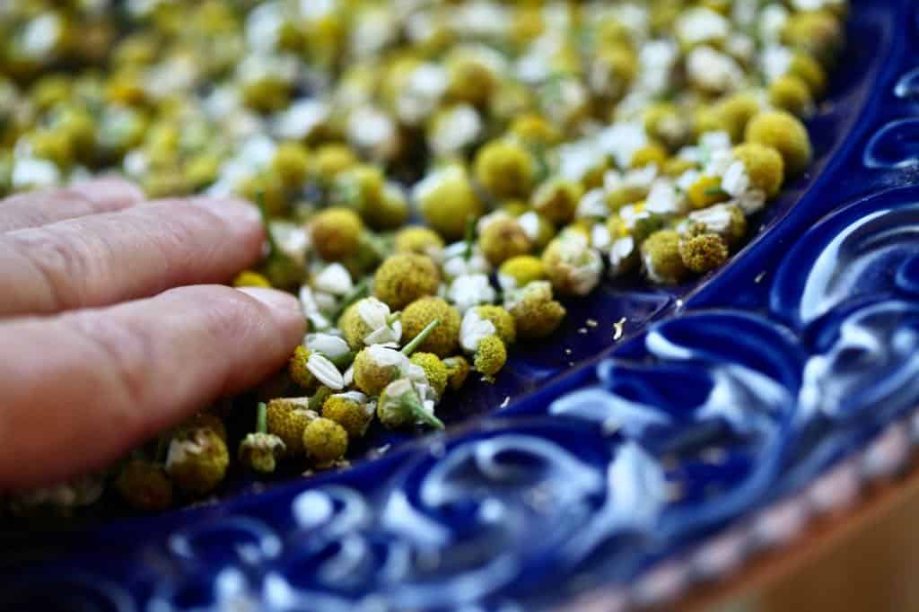air drying chamomile flowers on a blue platter, showing how to dry for tea