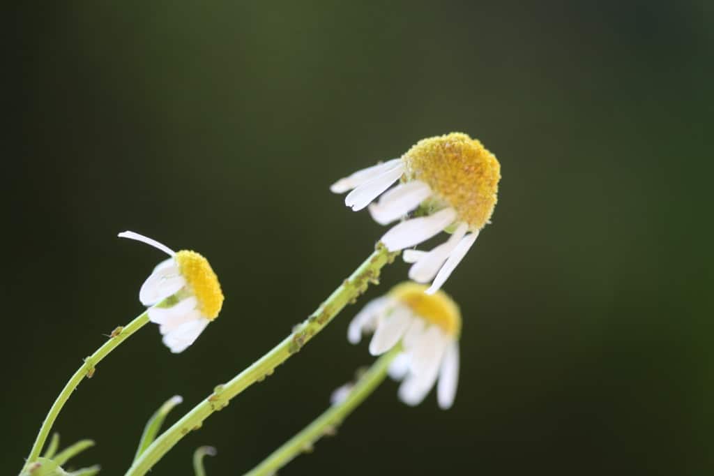 aphids on chamomile