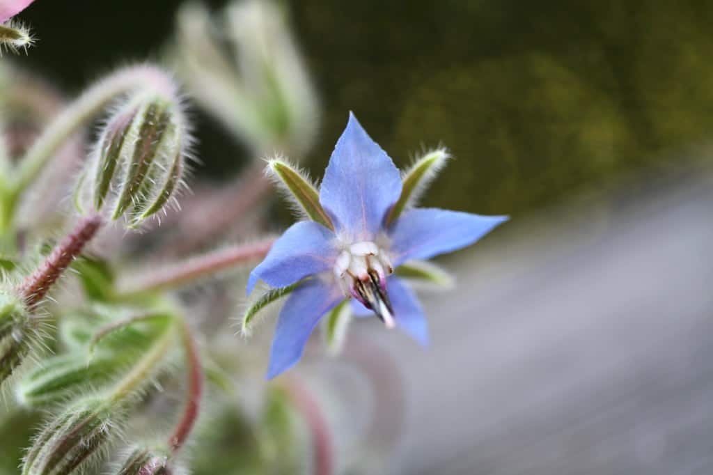 a blue borage flower growing in the garden