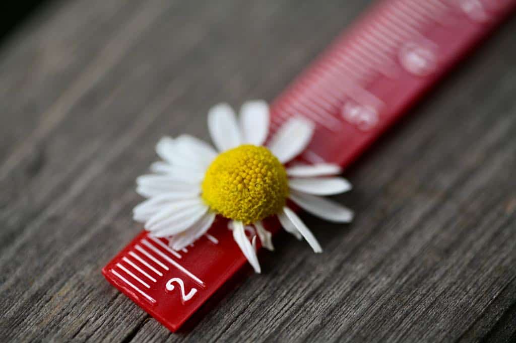 chamomile flowers are approximately 2 cm in diameter