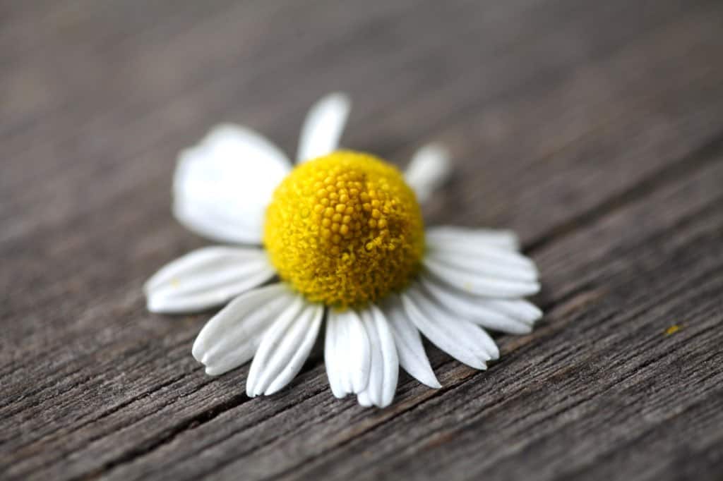 a chamomile flower on a wooden railing, with white petals and a yellow disc centre