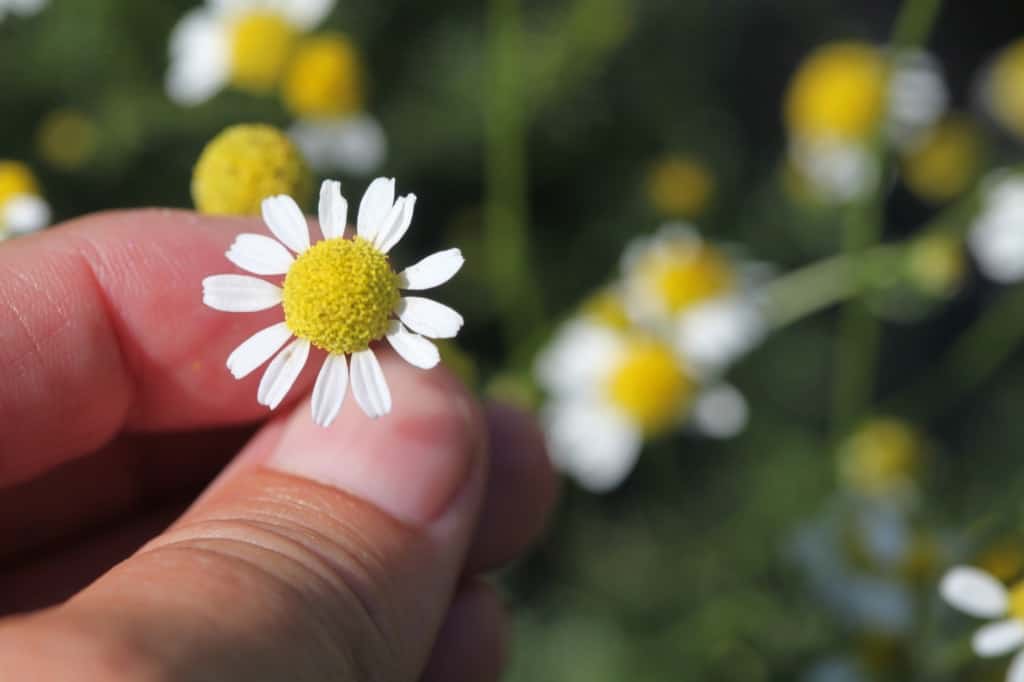 a hand holding a chamomile flower