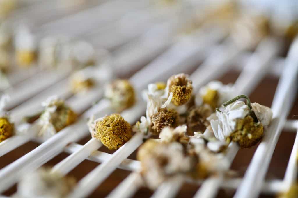 chamomile flowers dried in the dehydrator,showing how to dry for tea
