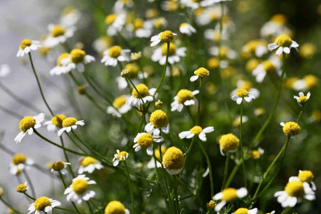 chamomile grown from seed grows well in containers