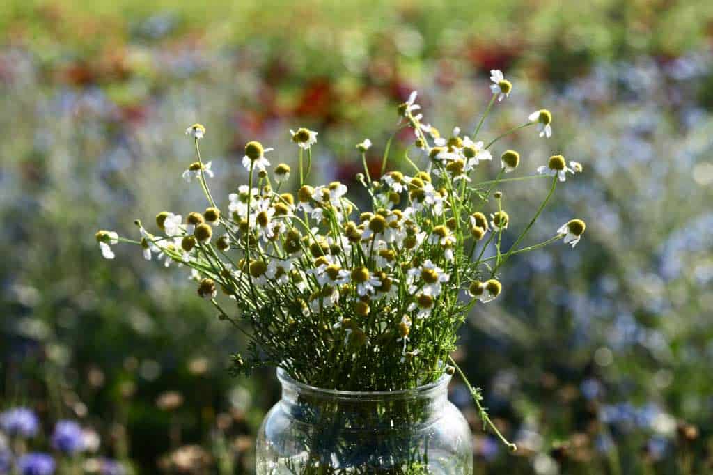 chamomile grown from seed, harvested from the flower garden