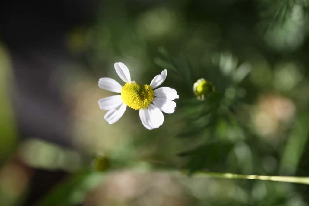 a chamomile flower grown from seed in the garden