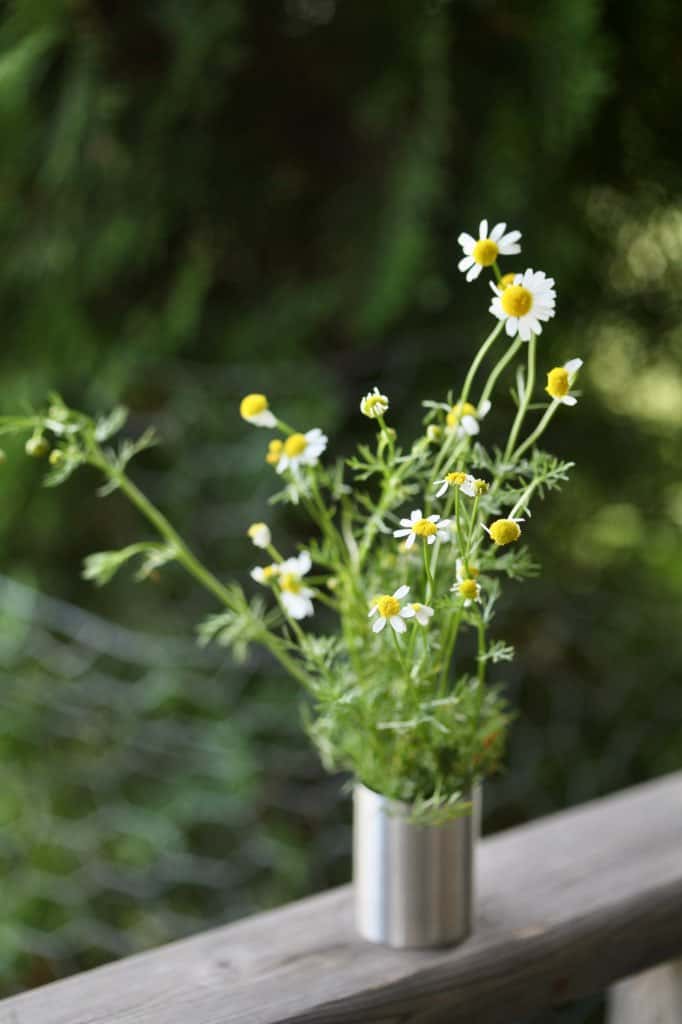 a bouquet of chamomile grown from seed, on a wooden railing