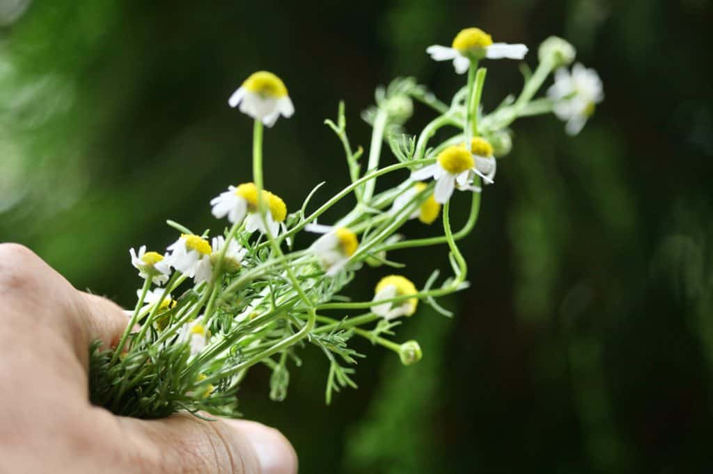 a hand holding a bouquet of German chamomile