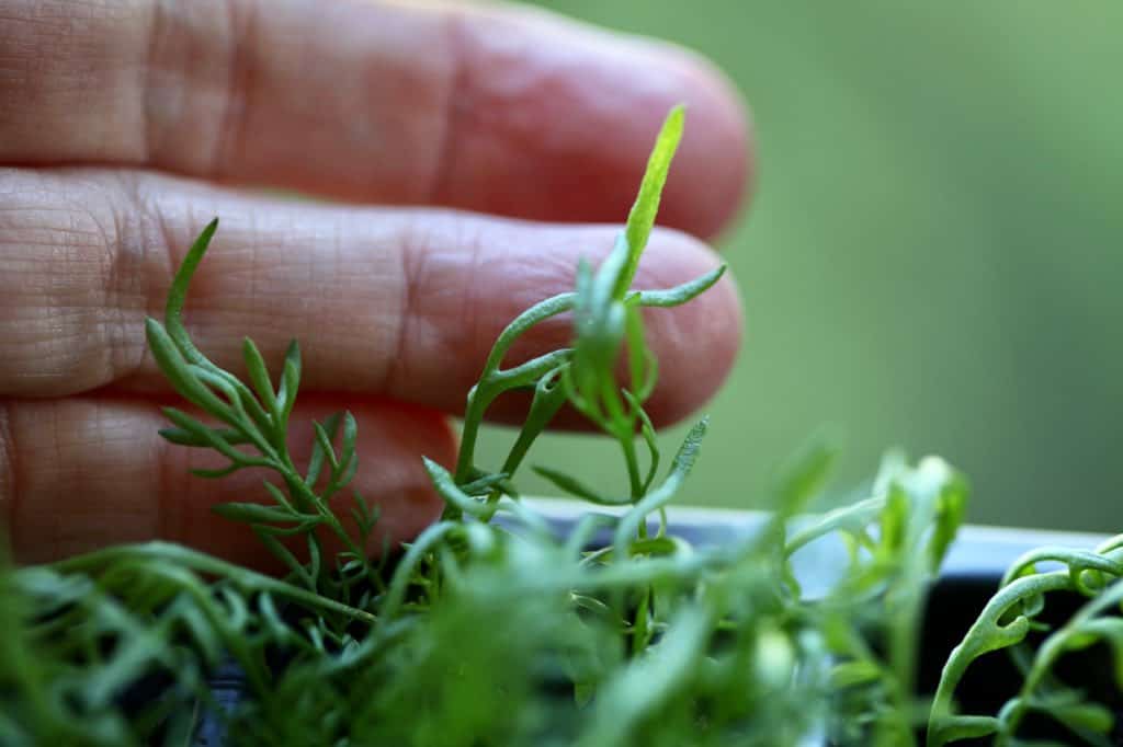 a hand behind chamomile leaves showing that they have a wispy texture