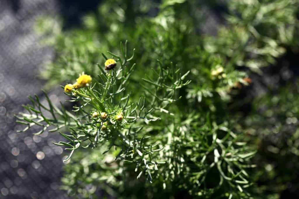 chamomile foliage and immature blooms in the garden