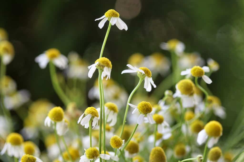 small flowers with yellow centres and small white petals
