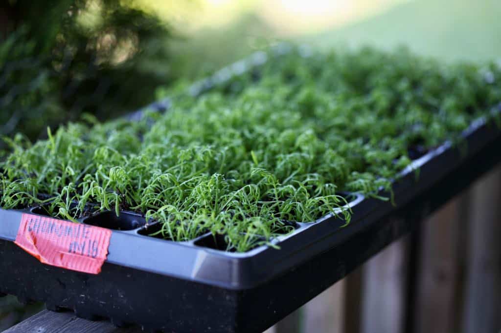 chamomile seedlings grown from seed, at 4 weeks