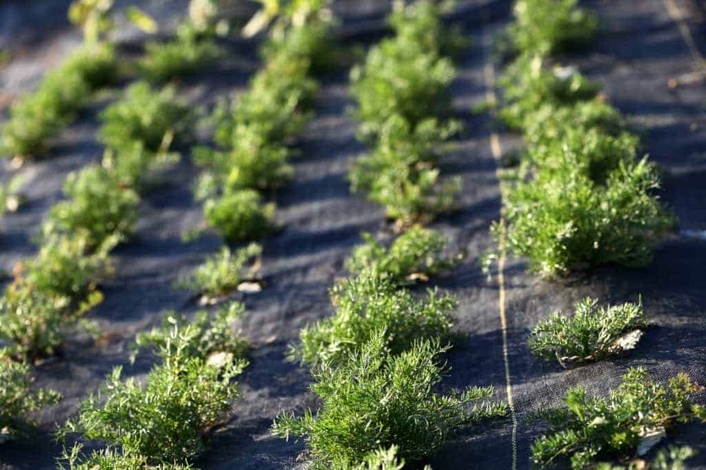 chamomile seedlings grown from seed, planted in landscape fabric