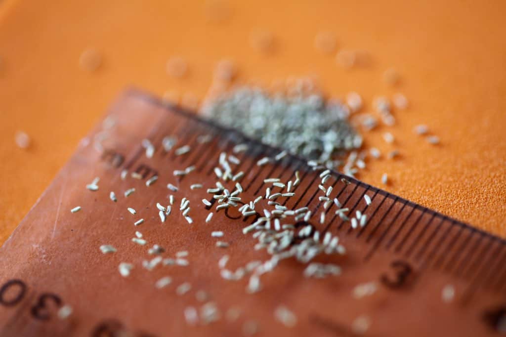 chamomile seeds on a ruler to display their size