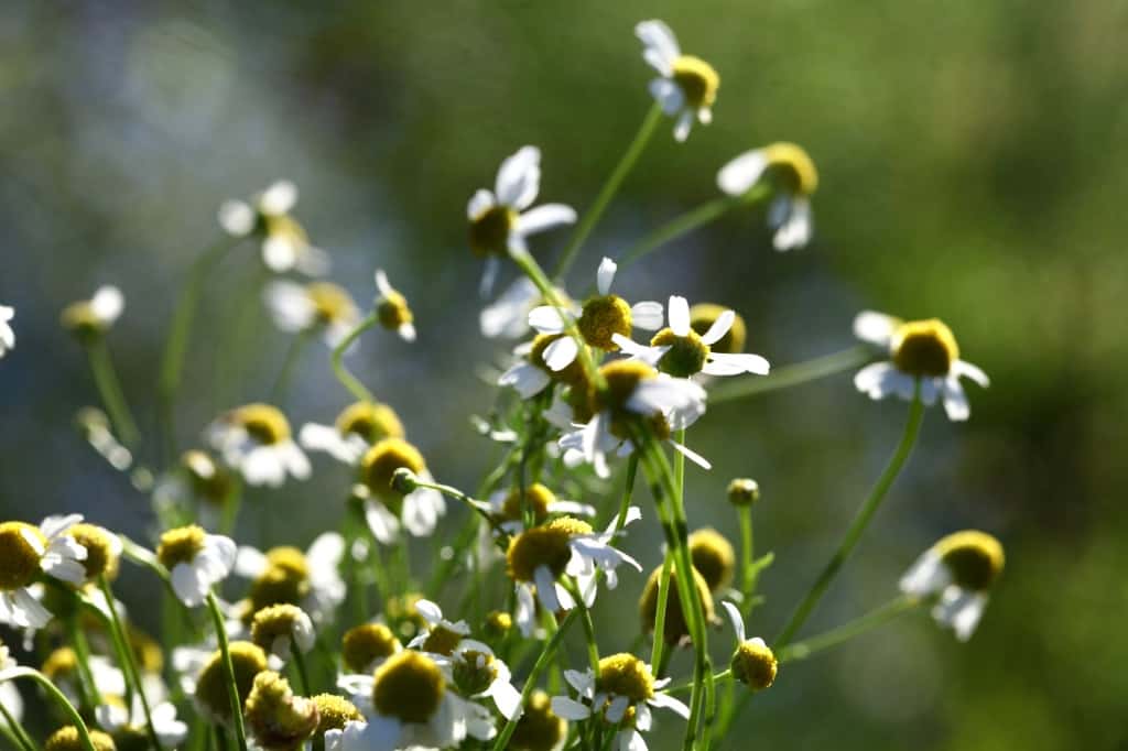 chamomile flowers grown from seed, growing in the garden
