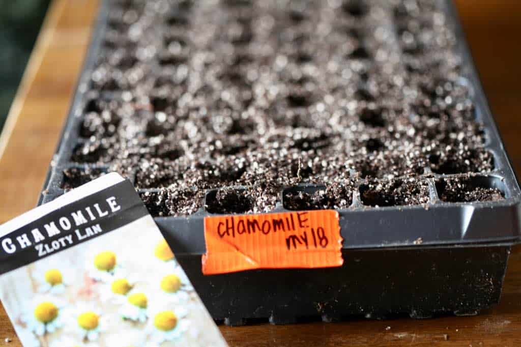 chamomile seeds started in a cell tray in spring, showing how to grow from seed