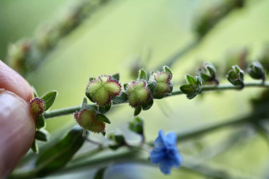 closeup of Chinese forget me not seed heads