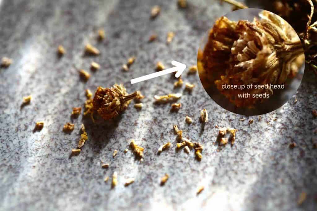 chamomile seeds and chaff surrounding the seed head, with a closeup of chamomile seeds in the seed head