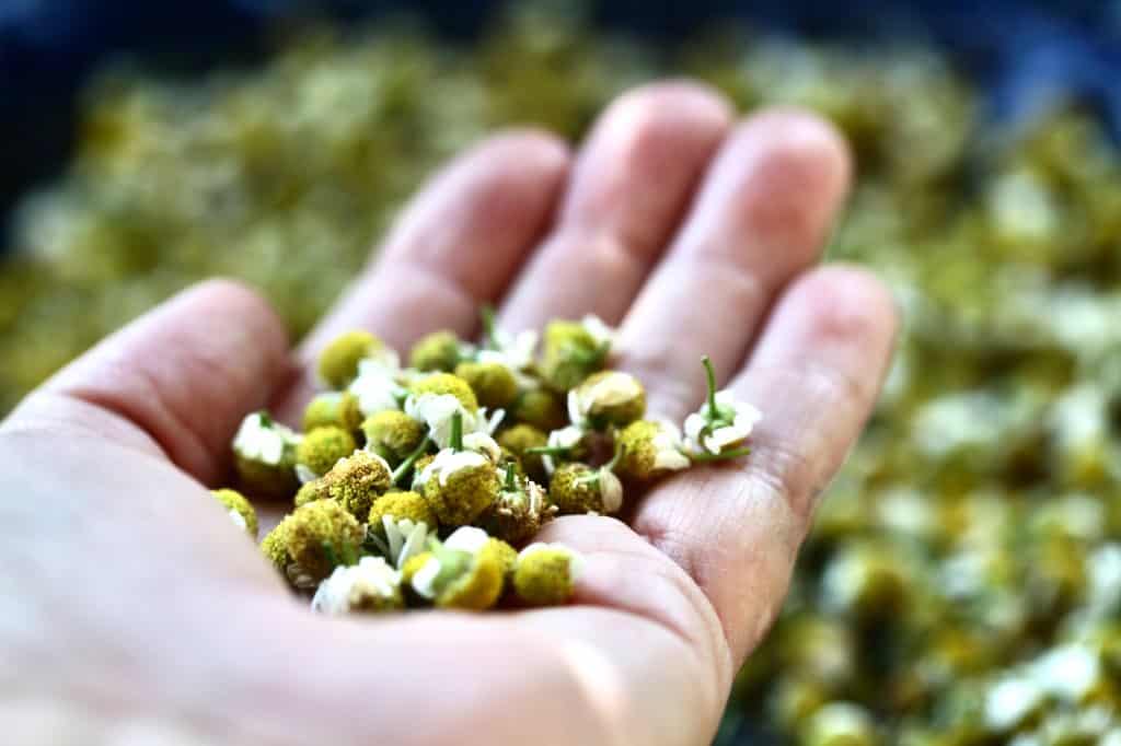 a hand holding dried chamomile blossoms, grown from seed