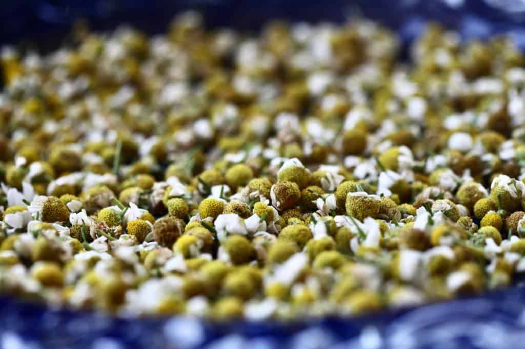 drying chamomile flowers on a blue platter